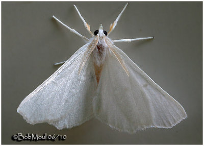 Elm Spanworm MothEnnomos subsignaria  #6798