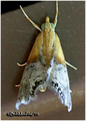 Sooty-winged Chalcoela MothChalcoela iphitalis #4895
