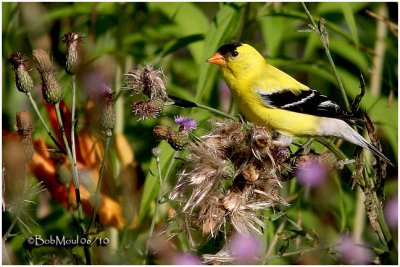 American Goldfinch