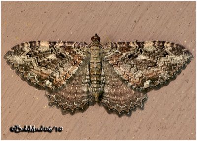 Barberry Geometer MothCoryphista meadii #7290