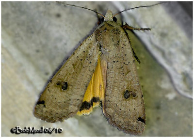 Large Yellow Underwing MothNoctua pronuba #11003.1