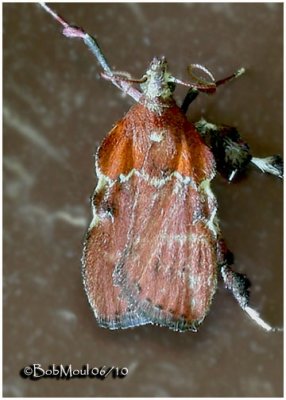 Boxwood Leaftier MothGalasa nigrinodis   #5552