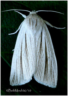 Cattail Caterpillar MothSimyra insularis #9280