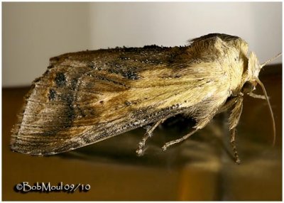 Black-spotted Prominent MothDasylophia anguina   #7957