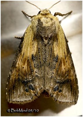 <h5><big>Black-spotted Prominent Moth<br></big><em>Dasylophia anguina   #7957</h5></em>