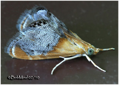 <h5><big>Sooty-winged Chalcoela Moth<br></big><em>Chalcoela iphitalis #4895</h5></em><BR>