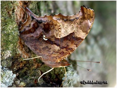 Question Mark-Form Umbrosa (Summer)Polygonia interrogationis