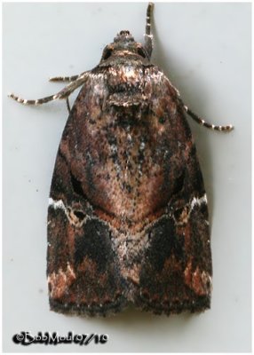 Variegated Midget  MothElaphria versicolor #9678