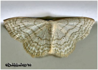 Large Lace Border MothScopula limboundata #7159