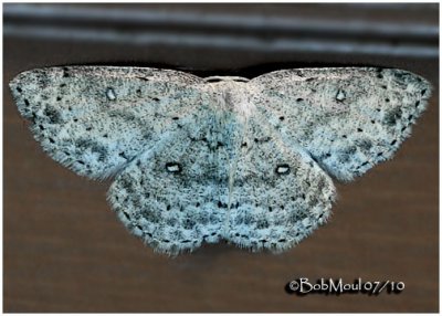 Sweetfern MothCyclophora pendulinaria #7139