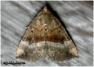Gray-edged Bomolocha MothHypena madefactalis  #8447