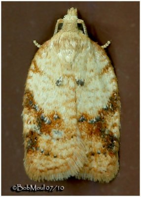 <h5><big>Brittania Moth<br></big><em>Acleris britannia #3537</h5></em>