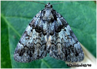False Underwing MothAllotria elonympha #8721