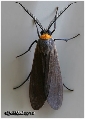 Yellow-collared Scape MothCisseps fulvicollis #8267