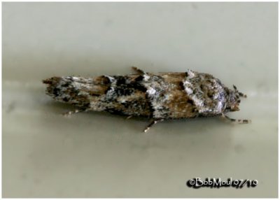 <h5><big>Mompha Stellella Moth<br></big><em>Mompha stellella  #1455</h5></em>