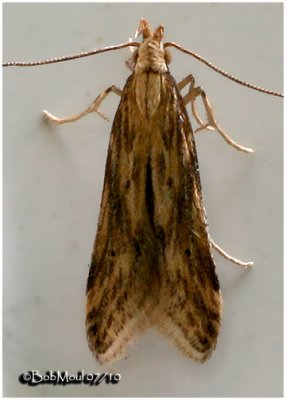 Burdock Seedhead MothMetzneria lappella #1685