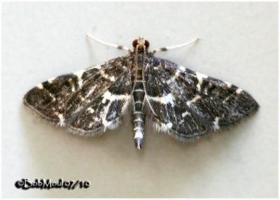 Yellow-spotted Webworm MothAnageshna primordialis  #5176