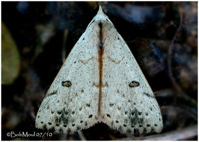 Dead-wood Borer Moth Scolecocampa liburna #8514