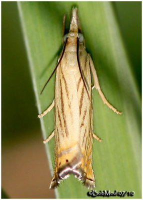 Topiary Grass-veneer MothChrysoteuchia topiaria   #5391