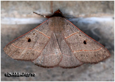Red-lined Panopoda Moth Panopoda rufimargo#8587