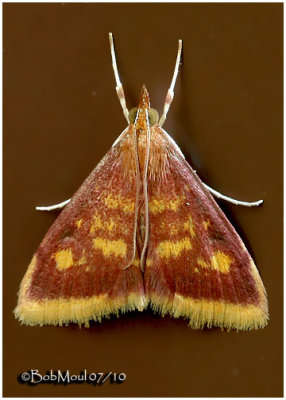 <h5><big>Mint-loving Pyrausta Moth<br></big><em>Pyrausta acrionalis  #5071</h5></em>