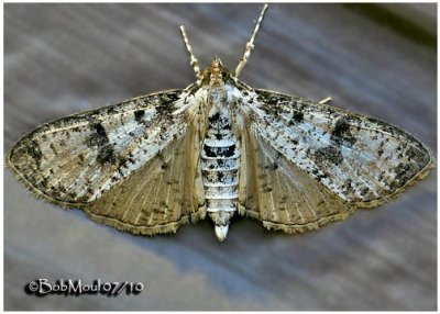 Splendid Palpita MothPalpita magniferalis #5226