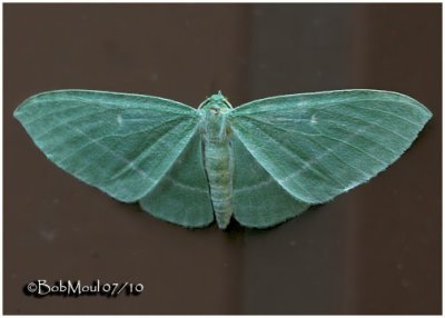 The Bad Wing MothDyspteris abortivaria #7648