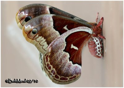 Promethea Moth-FemaleCallosamia promethea #7764