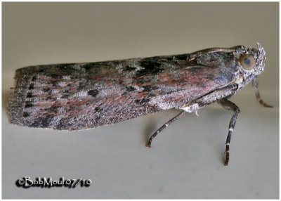 Black-spotted Leafroller MothSciota virgatella #5797
