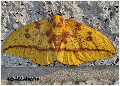 Imperial Moth-FemaleEacles imperialis #7704
