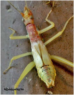 Two-spotted Tree Cricket-5th Stage