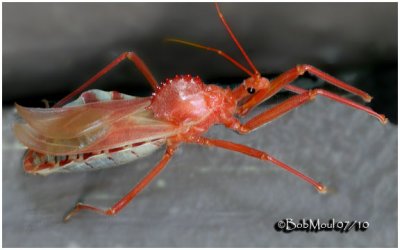 TRUE BUGS (Hemiptera)