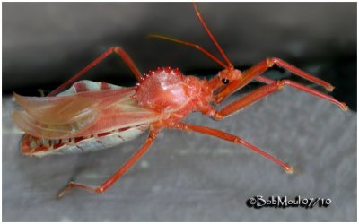 Wheel Bug-Just After Molt