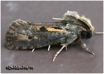 Clemens' Grass Tubeworm MothAcrolophus popeanella #0373