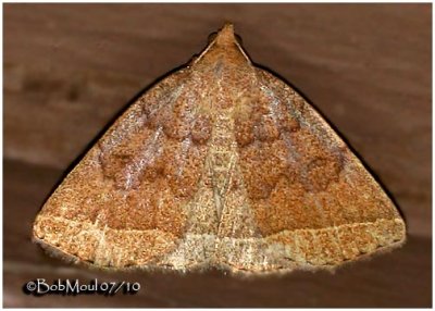 Yellowish Zanclognatha Moth Zanclognatha marcidilinea #8352