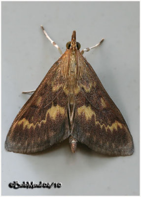 <h5><big>European Corn Borer Moth-Male<br></big><em>Ostrinia nubilalis #4949</h5></em>
