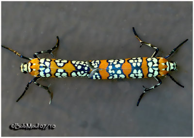 Ailanthus Webworm Moths MatingAtteva aurea #2401