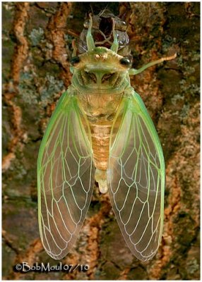 Recently Emerged Cicada