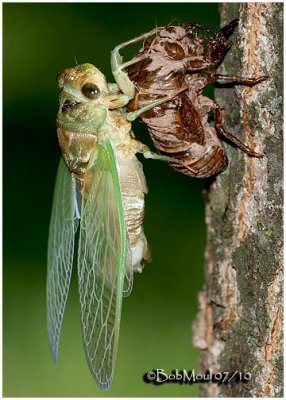 Recently Emerged Cicada