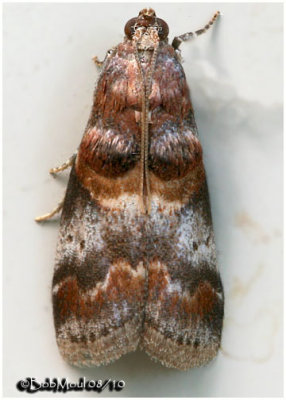 <h5><big>Hickory Leafstem Borer Moth<br></big><em>Acrobasis angusella  #5673</h5></em>