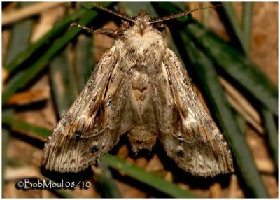 Black-spotted Prominent Moth-FemaleDasylophia anguina #7957