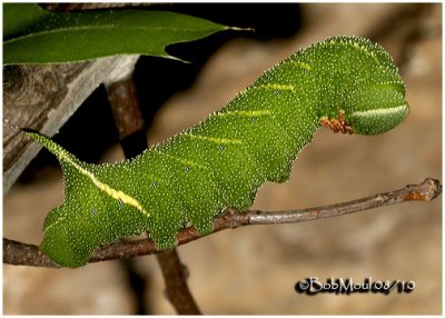 Blinded Sphinx Moth Caterpillar Paonias excaecatus #7824
