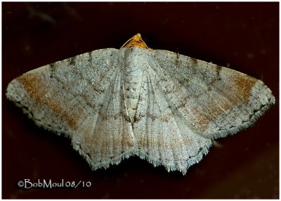 <h5><big>Minor Angle Moth <br></big><em>Macaria minorata #6340</h5></em>