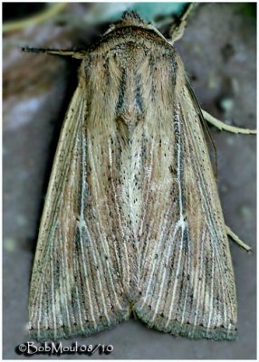 Linda Wainscot MothLeucania linda #10455