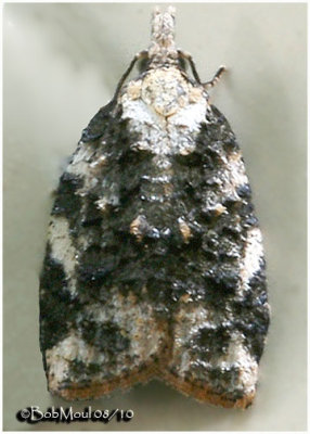 <h5><big>Exasperating Platynota Moth<br></big><em>Platynota exasperatana  #3743</h5></em>