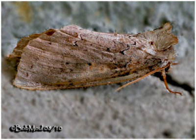 Tufted Thyatirin MothPseudothyatira cymatophoroides #6237
