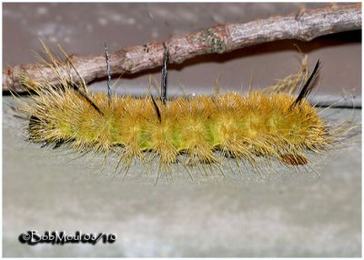 American Dagger Moth Caterpillar Acronicta Americana #9200