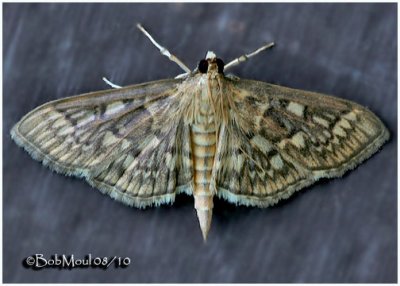 Herpetogramma thestealis MothHerpetogramma thestealis  #5277