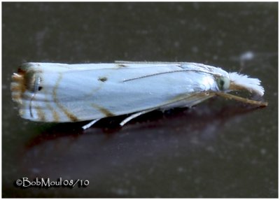 Gold-stripe Grass-Veneer MothMicrocrambus biguttellus  #5419