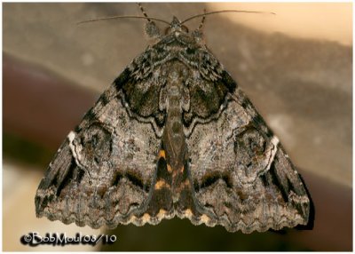 Locust Underwing MothEuparthenos nubilis  #8719